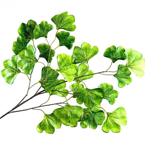 Ginkgo Bilobe as part of the gene fire