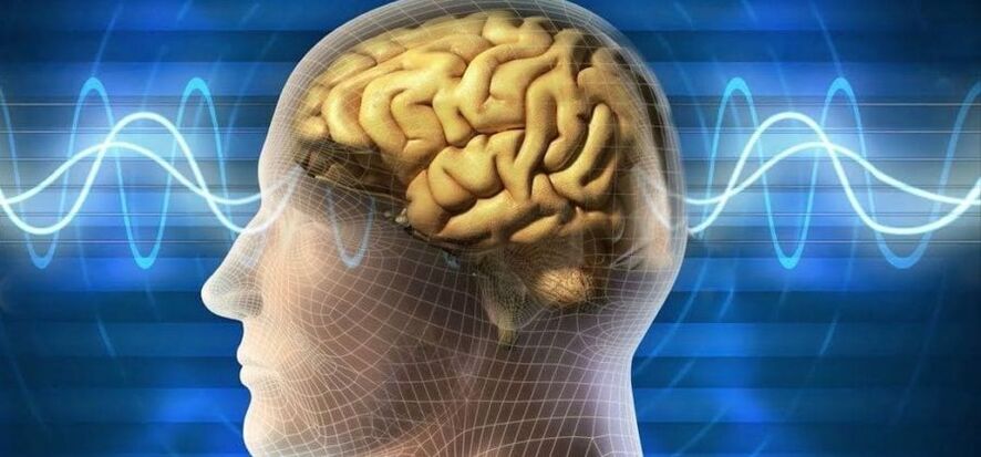 The human brain